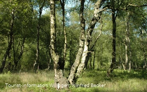 Karpaten-Moorbirken im Naturschutzgebiet Jaegers Weinberg